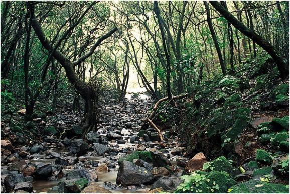 Monsoon Forest Tala  Luaran gambar